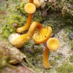 Lichenomphalia chromacea at Bruce, ACT - 7 Apr 2021