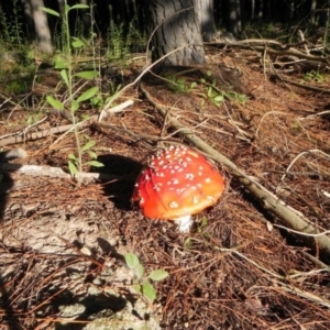 Amanita muscaria at Coree, ACT - 5 Apr 2021 04:32 PM