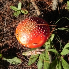 Amanita muscaria at Coree, ACT - 5 Apr 2021 04:32 PM