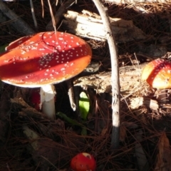 Amanita muscaria at Coree, ACT - 5 Apr 2021 04:32 PM