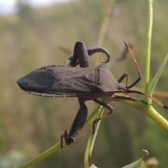 Amorbus (genus) (Eucalyptus Tip bug) at Paddys River, ACT - 22 Feb 2021 by MichaelBedingfield