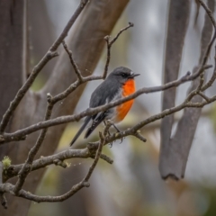 Petroica phoenicea (Flame Robin) at Namadgi National Park - 5 Apr 2021 by trevsci