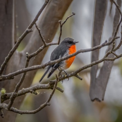 Petroica phoenicea (Flame Robin) at Namadgi National Park - 5 Apr 2021 by trevsci