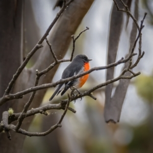 Petroica phoenicea at Cotter River, ACT - 6 Apr 2021 08:26 AM