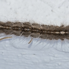 Porela (genus) (A porela moth) at Googong, NSW - 7 Apr 2021 by WHall