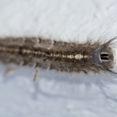 Porela (genus) at Googong, NSW - 7 Apr 2021 01:28 PM