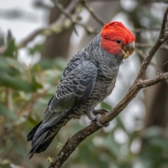 Callocephalon fimbriatum (Gang-gang Cockatoo) at Namadgi National Park - 5 Apr 2021 by trevsci