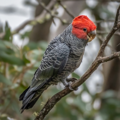 Callocephalon fimbriatum (Gang-gang Cockatoo) at Namadgi National Park - 5 Apr 2021 by trevsci