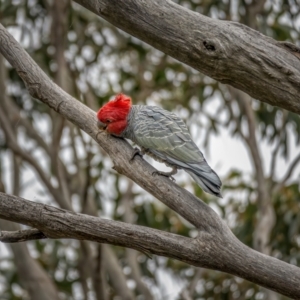 Callocephalon fimbriatum at Cotter River, ACT - 6 Apr 2021