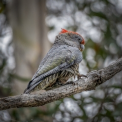 Callocephalon fimbriatum at Cotter River, ACT - suppressed