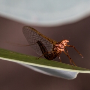 Ephemeroptera (order) at Holt, ACT - 7 Apr 2021