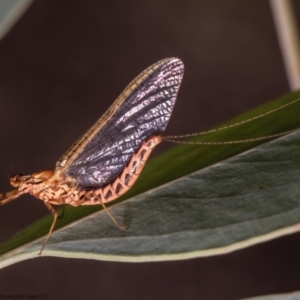 Ephemeroptera (order) at Holt, ACT - 7 Apr 2021