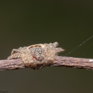 Dolophones sp. (genus) at Forde, ACT - 7 Apr 2021