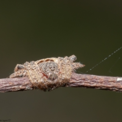 Dolophones sp. (genus) (Wrap-around spider) at Mulligans Flat - 7 Apr 2021 by Roger