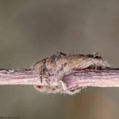 Dolophones sp. (genus) at Forde, ACT - 7 Apr 2021