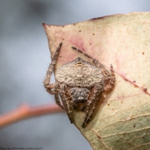 Dolophones sp. (genus) at Forde, ACT - 7 Apr 2021