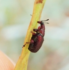 Euops sp. (genus) (A leaf-rolling weevil) at Aranda Bushland - 12 Mar 2021 by CathB