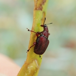 Euops sp. (genus) at Holt, ACT - 13 Mar 2021