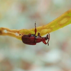 Euops sp. (genus) at Holt, ACT - 13 Mar 2021