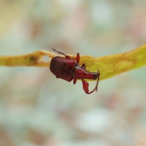 Euops sp. (genus) at Holt, ACT - 13 Mar 2021