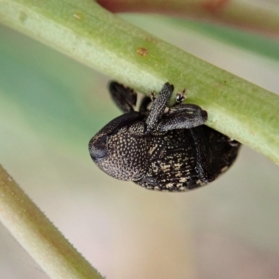 Tyrtaeosus sp. (genus) (Weevil) at Aranda Bushland - 12 Mar 2021 by CathB