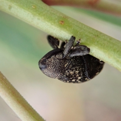 Tyrtaeosus sp. (genus) (Weevil) at Point 4152 - 12 Mar 2021 by CathB