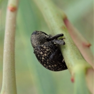 Tyrtaeosus sp. (genus) at Undefined Area - 13 Mar 2021 09:04 AM