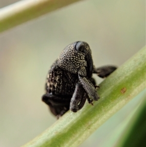 Tyrtaeosus sp. (genus) at Point 4152 - 13 Mar 2021 09:04 AM