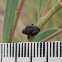 Tyrtaeosus sp. (genus) at Point 4152 - 13 Mar 2021 09:04 AM