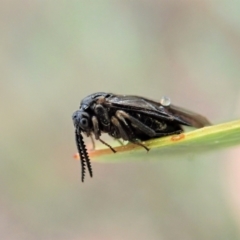 Polyclonus atratus (A sawfly) at Aranda Bushland - 12 Mar 2021 by CathB
