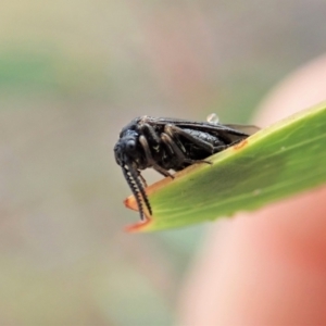 Polyclonus atratus at Holt, ACT - 13 Mar 2021