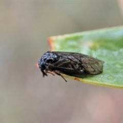 Polyclonus atratus at Holt, ACT - 13 Mar 2021