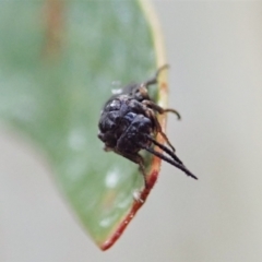 Polyclonus atratus at Holt, ACT - 13 Mar 2021 08:46 AM