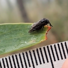 Polyclonus atratus at Holt, ACT - 13 Mar 2021