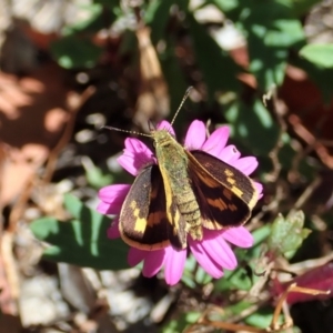 Ocybadistes walkeri at Cook, ACT - 15 Mar 2021