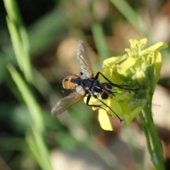 Cylindromyia sp. (genus) (Bristle fly) at Holt, ACT - 15 Mar 2021 by CathB