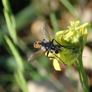 Cylindromyia sp. (genus) at Holt, ACT - 15 Mar 2021