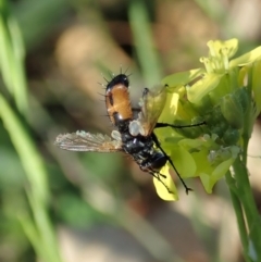 Cylindromyia sp. (genus) at Holt, ACT - 15 Mar 2021