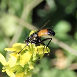 Cylindromyia sp. (genus) at Holt, ACT - 15 Mar 2021