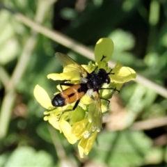 Cylindromyia sp. (genus) at Holt, ACT - 15 Mar 2021