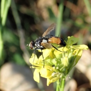 Cylindromyia sp. (genus) at Holt, ACT - 15 Mar 2021 05:38 PM