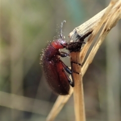 Lagriini sp. (tribe) (Unidentified lagriine darkling beetle) at Holt, ACT - 13 Mar 2021 by CathB