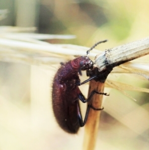 Lagriini sp. (tribe) at Holt, ACT - 13 Mar 2021