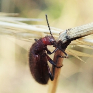 Lagriini sp. (tribe) at Holt, ACT - 13 Mar 2021 09:36 AM