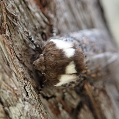 Oenosandra boisduvalii (Boisduval's Autumn Moth) at Aranda, ACT - 16 Mar 2021 by CathB