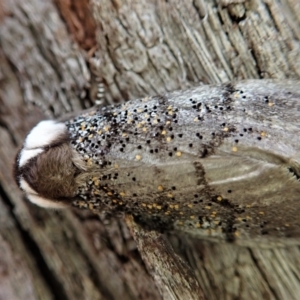 Oenosandra boisduvalii at Aranda, ACT - 16 Mar 2021 05:57 PM