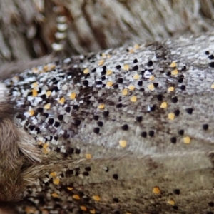 Oenosandra boisduvalii at Aranda, ACT - 16 Mar 2021 05:57 PM