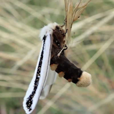 Oenosandra boisduvalii (Boisduval's Autumn Moth) at Aranda Bushland - 24 Mar 2021 by CathB