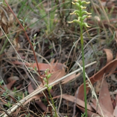 Corunastylis cornuta (Horned Midge Orchid) at Holt, ACT - 24 Mar 2021 by CathB
