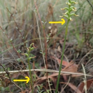 Corunastylis cornuta at Holt, ACT - 24 Mar 2021